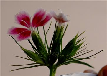  Inflorescence (Cyme)